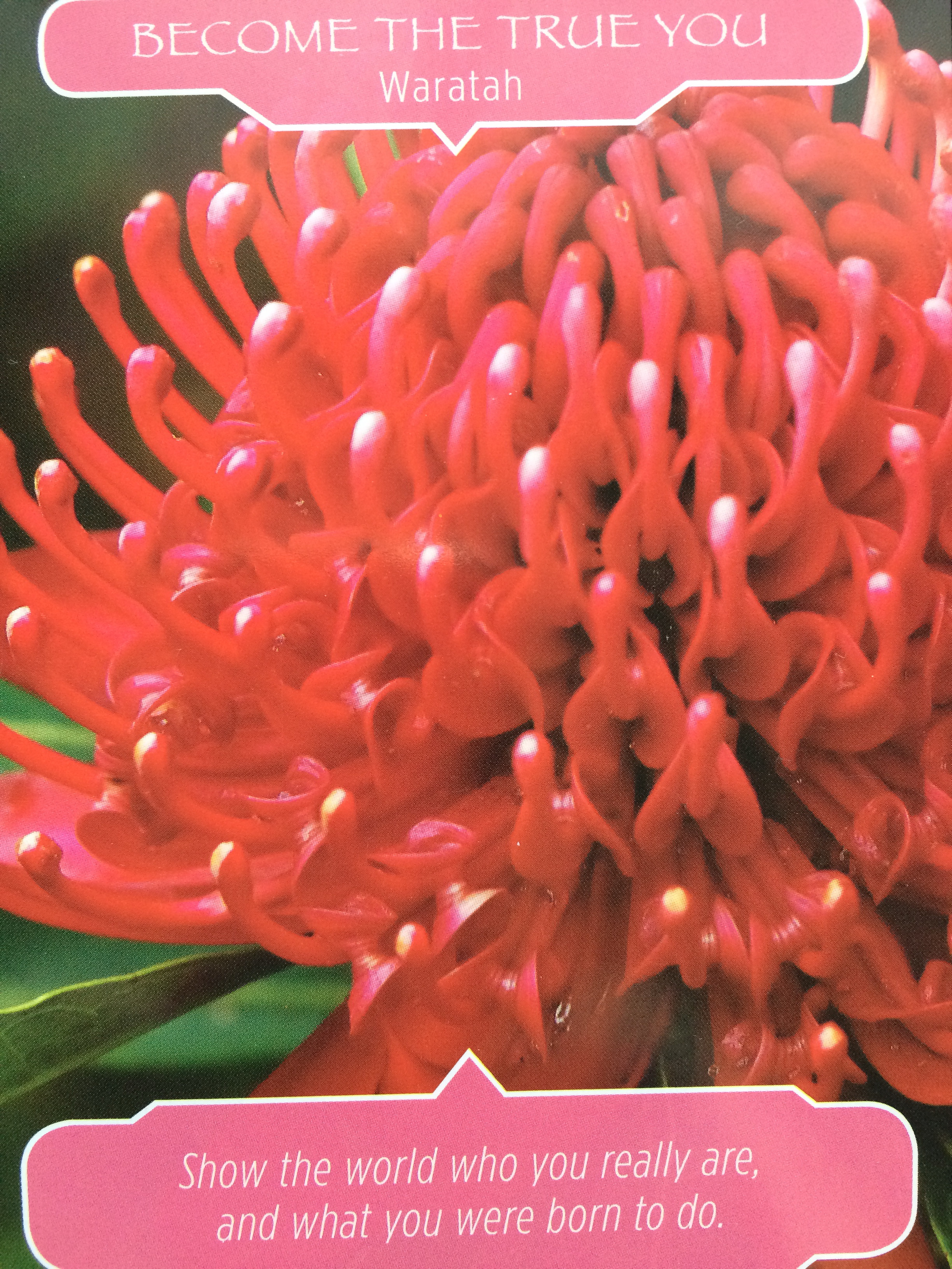 Waratah