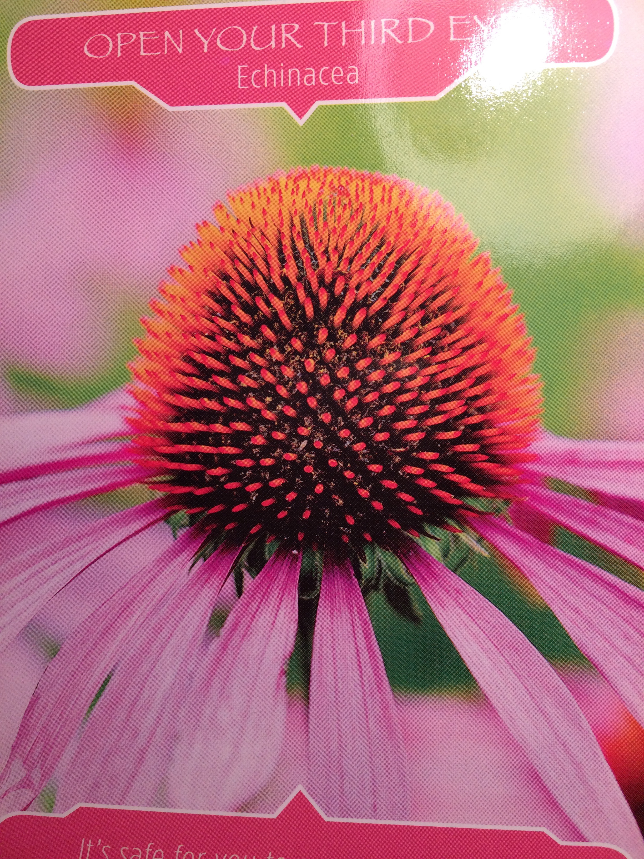 Echinacea